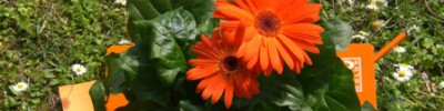 Fiori e Colori